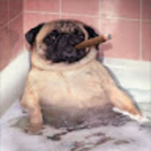 Meet your Posher, Wyatt